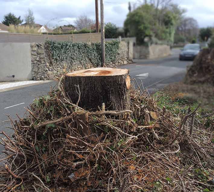 photo by Eoin Mac Lochlainn of felled tree for road widening